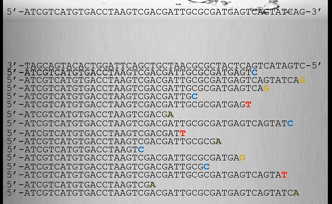 <p>DNA polymerase connects the 3’OH to the next nucleotide at the 5’ phosphate (3’OH is important)</p><p>Then Chain termination is used. This creates a bunch of fragments of DNA.</p><p>Then we use fluorescent labelling to tell which base caused the termination. (Each ddNTP has a different colour. Like ddATP, ddCTP, ddGTP, ddTTP.)</p><p>This results in a bunch of different length strands.</p>
