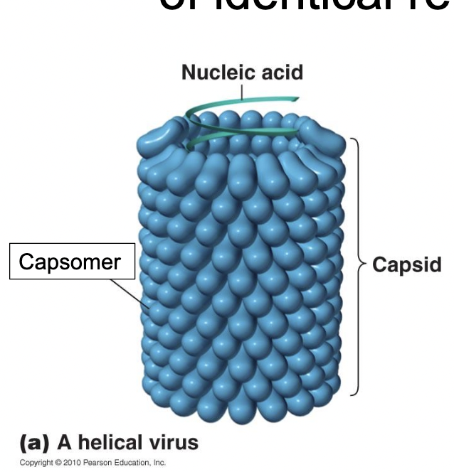 <p>Repeating identical units</p>
