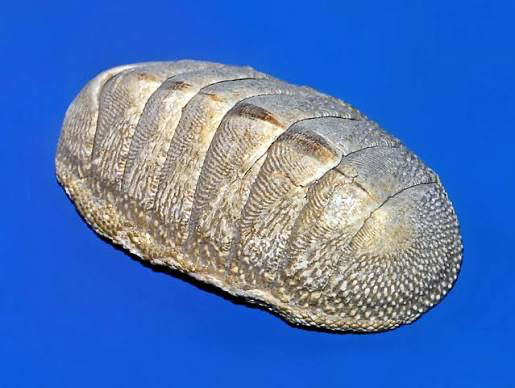 <p>chiton; clade of mollusca which is inside lophotrochozoa; still a type of mollusk; segmented shell (8 plates) but isnt true segmentation, scrapes algae off rocks with radula</p>