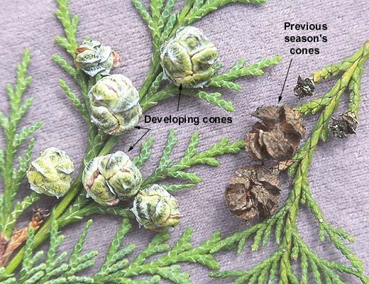 <p>Large evergreen conifer with a narrow pyramidal to columnar crown. Distinctive white X-shaped stomatal markings beneath. Small woody globose cones composed of shield-like scales containing numerous small winged seeds. Alaska Yellow Cedar is weeping, while Port Orford is narrow and pyramidal. </p>