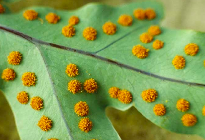 <p>Archaeplastida: Viridiplantae: Plantae<strong>: </strong>Tracheophyta<strong>: Monilophyta (2:ferns: lifecycle-sori)</strong></p>