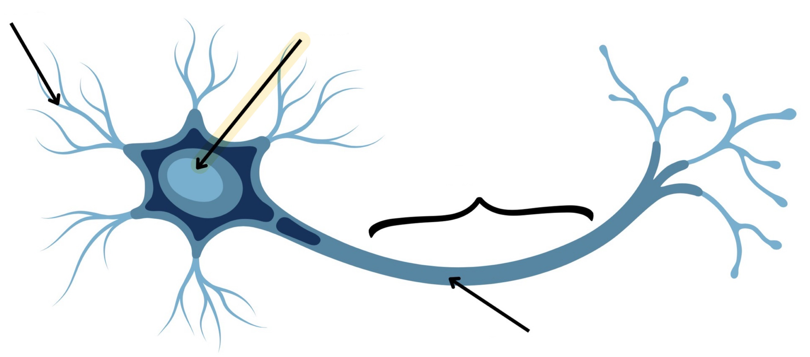 <p><strong>Name the following</strong></p>