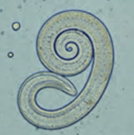 term image