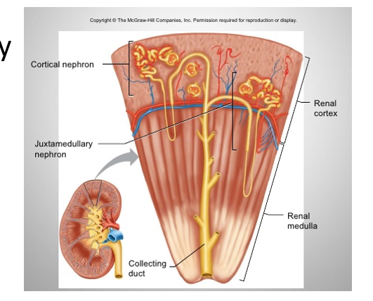 <ul><li><p>Cortical Nephrons</p></li><li><p>Juxtamedullary Nephrons</p></li><li><p>Classified based on: </p><ul><li><p><strong>Relative position of renal corpuscle</strong> in the cortex</p></li><li><p><strong>Length of the nephron loop </strong></p></li></ul></li></ul><p></p>