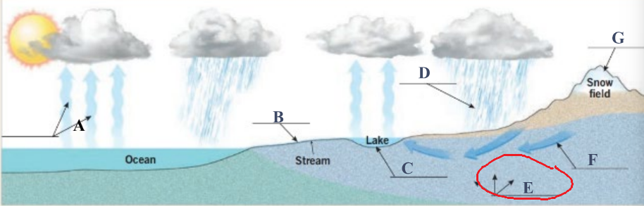<p>Precipitation that soaks into the soil</p>