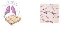 <p>Function: Allows passage of materials by diffusion and filtration in sites where protection is not important; secretes lubricating substances in serosae.</p><p>Locations: Kidney glomeruli; air sacs of the lungs; lining of heart, blood vessels and lymphatic vessels; lining of ventral body cavity (serosae)</p>
