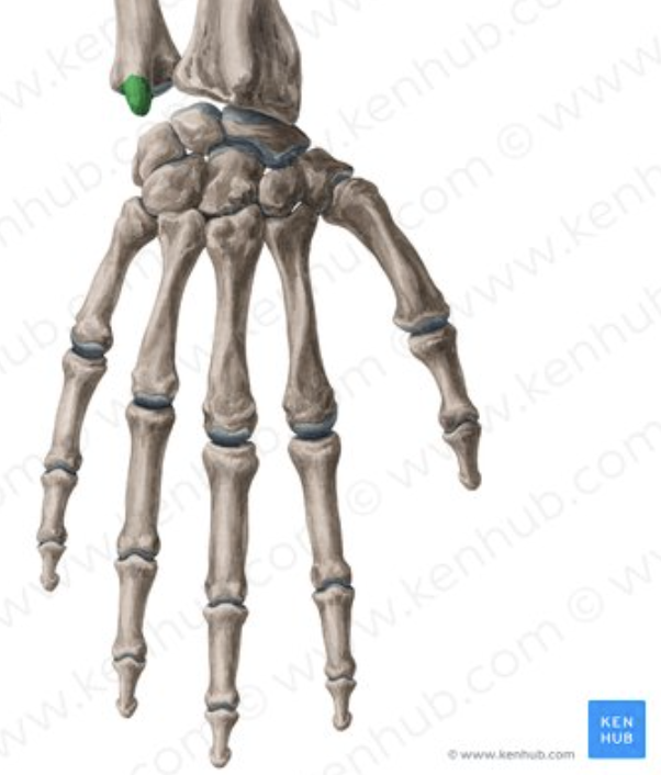 <p>Distal projection. <strong>(Ulna)</strong></p>