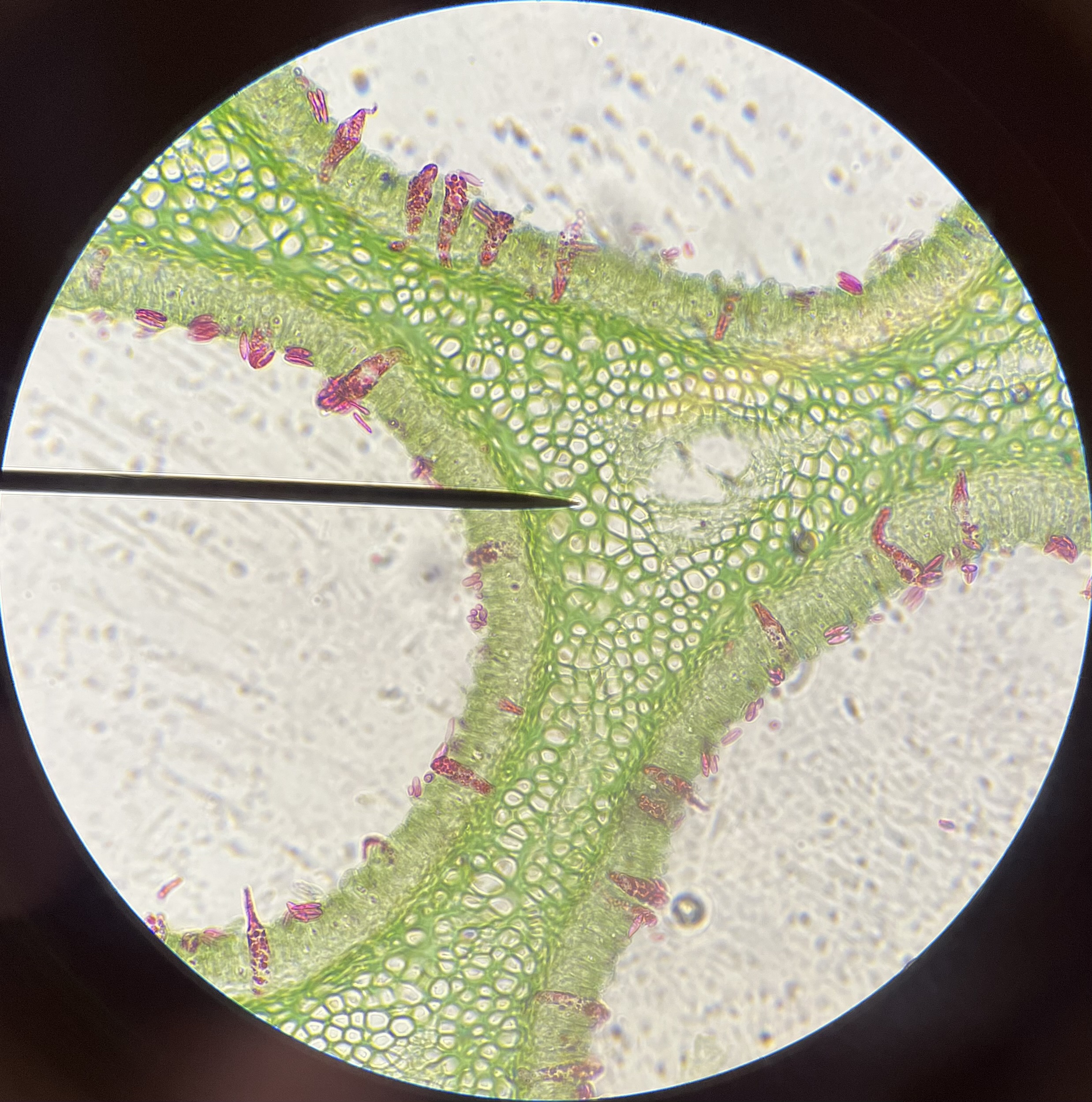 <p>What is the pointer on?</p>