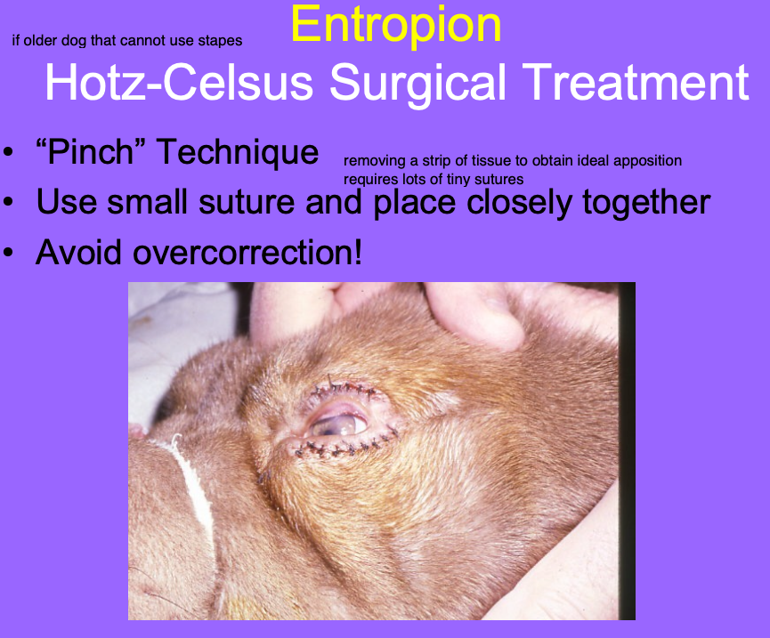 <p>“pinch” technique</p><p>use small suture and place closely tgt</p><p>avoid overcorrection!</p><p>good for older dog when staples cannot be used </p>