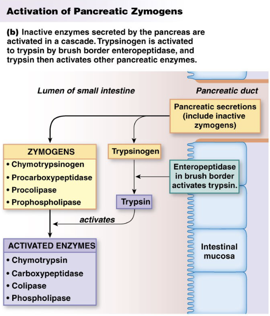 <p><strong>Secretion</strong> </p><ul><li><p>from intestinal wall, pancreas, and liver</p></li></ul><p><strong>Enzymes</strong></p><p><strong><u>Intestine</u></strong> (brush border enzymes):</p><ul><li><p>peptidases</p></li><li><p>disaccharidases</p></li><li><p>enteropeptidase</p></li></ul><p><strong><u>Pancreas</u></strong>: </p><ul><li><p>pancreatic amylase</p></li><li><p>lipase</p></li><li><p>proteases</p></li><li><p>carboxypeptidase and aminopeptidase</p></li></ul><p><strong><u>Other Digestive Secretions</u></strong></p><ul><li><p>Intestine: mucus, bicarbonate</p></li><li><p>Pancreas: bicarbonate</p></li><li><p>Liver: bile (stored in gallbladder as well)</p></li></ul><p></p>