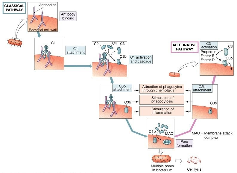 <p>The _____ has the ability to form membrane attack complex to destroy foreign microbial.</p>