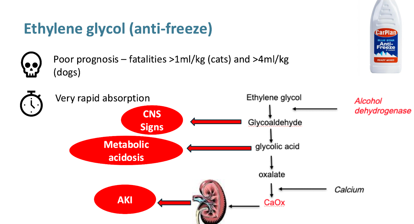 <ul><li><p>Causes hypocalcemia because metabolite binds calcium</p></li></ul><p></p>