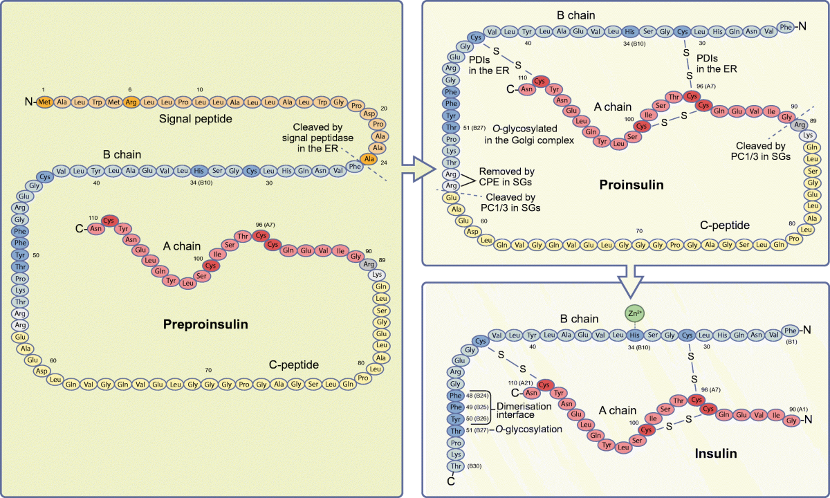 <p>1) To make proinsulin: signal peptide is removed by an enzyme </p><p>2) To make insulin: C-peptide is cut out, 3 disulfide bonds are formed to make the tertiary structure, lastly 2 amino acids (arginines) are removed from the B chain.</p>