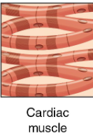 <p><strong>Function</strong>: Rhythmic contractions of heart; creates tight jxns, more opportunities to grab each other</p><p><strong>Cell structure</strong></p><p>o Shape: Short &amp; branched</p><p>• Interdigitated: branching allows this, intercalated disks allow end to end of fiber holding</p><p>o Nuclei #: 1-2/cell</p><p>o Striations?: Yes</p><p><strong>Contractions</strong></p><p>o Type: Involuntary</p><p>o Speed: Fast &amp; slow</p><p>o Direction: Unidirectional</p><p>o Coordination: High</p>