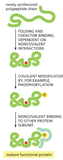 <p>fully functional</p>