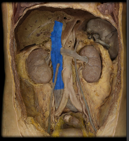 <p>veins inferior to diaphragm</p>