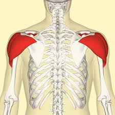 <p>The shoulder</p>
