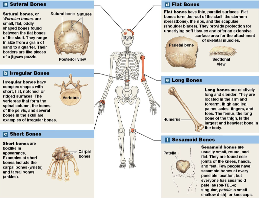 <p>(Wormian bones)</p><p>– Small, flat, irregularly shaped bones</p><p>– Between flat bones of the skull</p><p><strong>pieces of jigsaw puzzle</strong>*</p><p>(# varies among individuals)</p>