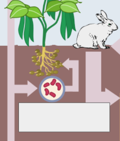 <p>Nitrogen cycle: name the step</p>