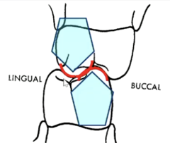 <p>the inner and outer planes of a supporting cusp</p>