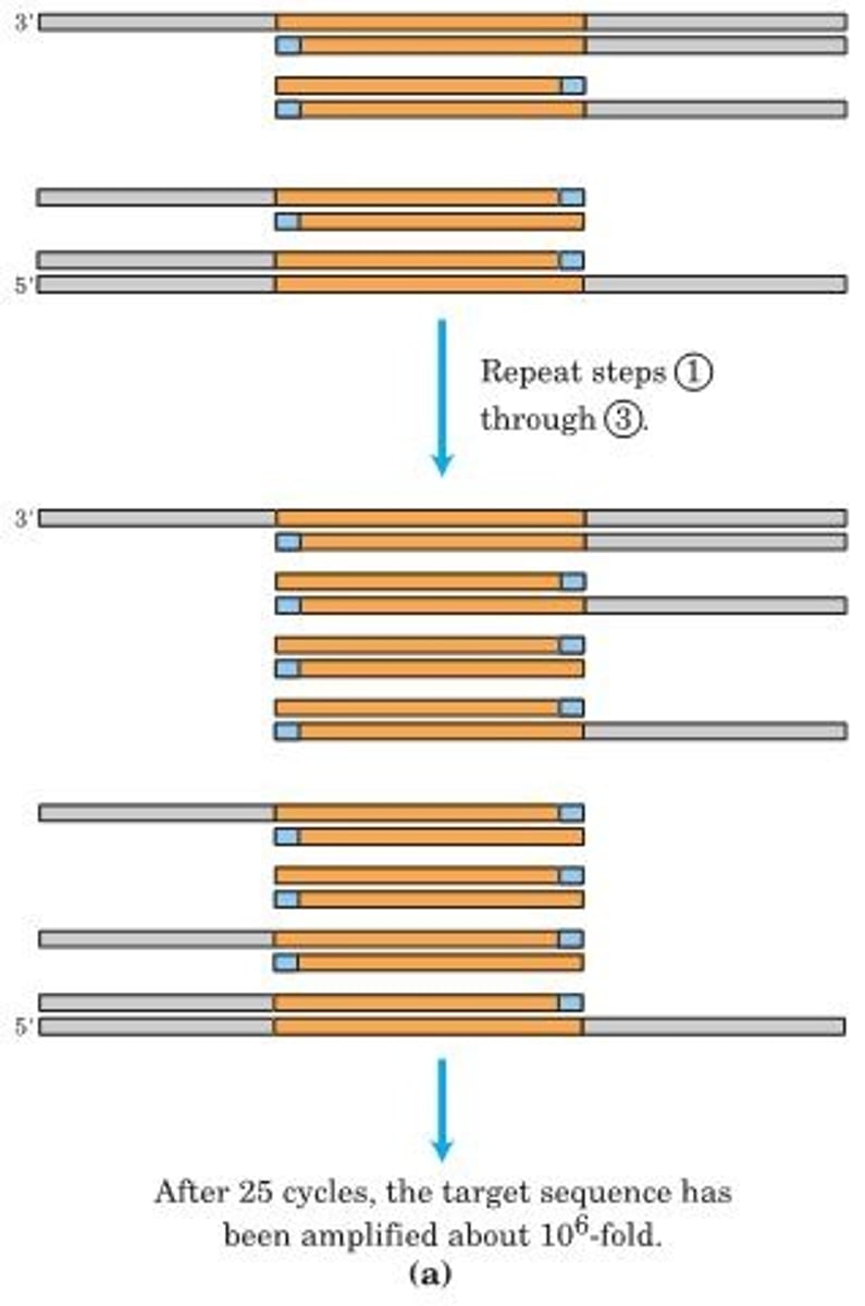 <p>The cycle of heating, cooling, and replication is repeated 25 or 30 times over a few hours in an automated process, amplifying the DNA segment flanked by the primers until it can be readily analyzed or cloned. PCR uses a heat-stable DNA polymerase, such as the Taq polymerase (derived from a bacterium that lives at 90 C), which remains active after every heating step and does not have to be replenished. Careful design of the primers used for PCR, such as including restriction endonuclease cleavage sites, can facilitate the subsequent cloning of the amplified DNA</p>
