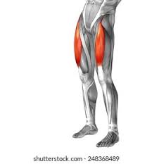<p>Extends the leg at the knee</p>