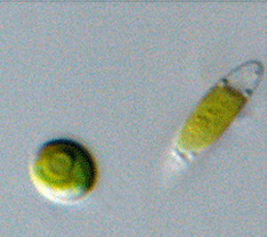 <p>Identify</p>