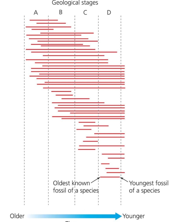 <p><span>What is the turnover rate in stage B shown in the figure at the right?</span></p><ol><li><p>20 (34 total species minus 2 that originated and went extinct within the stage, minus 4 more extinctions, minus 8 more originations).</p></li><li><p>16 (6 extinctions plus 10 originations).</p></li><li><p>28 (34 total species minus 6 extinctions).</p></li><li><p>4 (10 originations minus 6 extinctions).</p></li></ol><p></p>