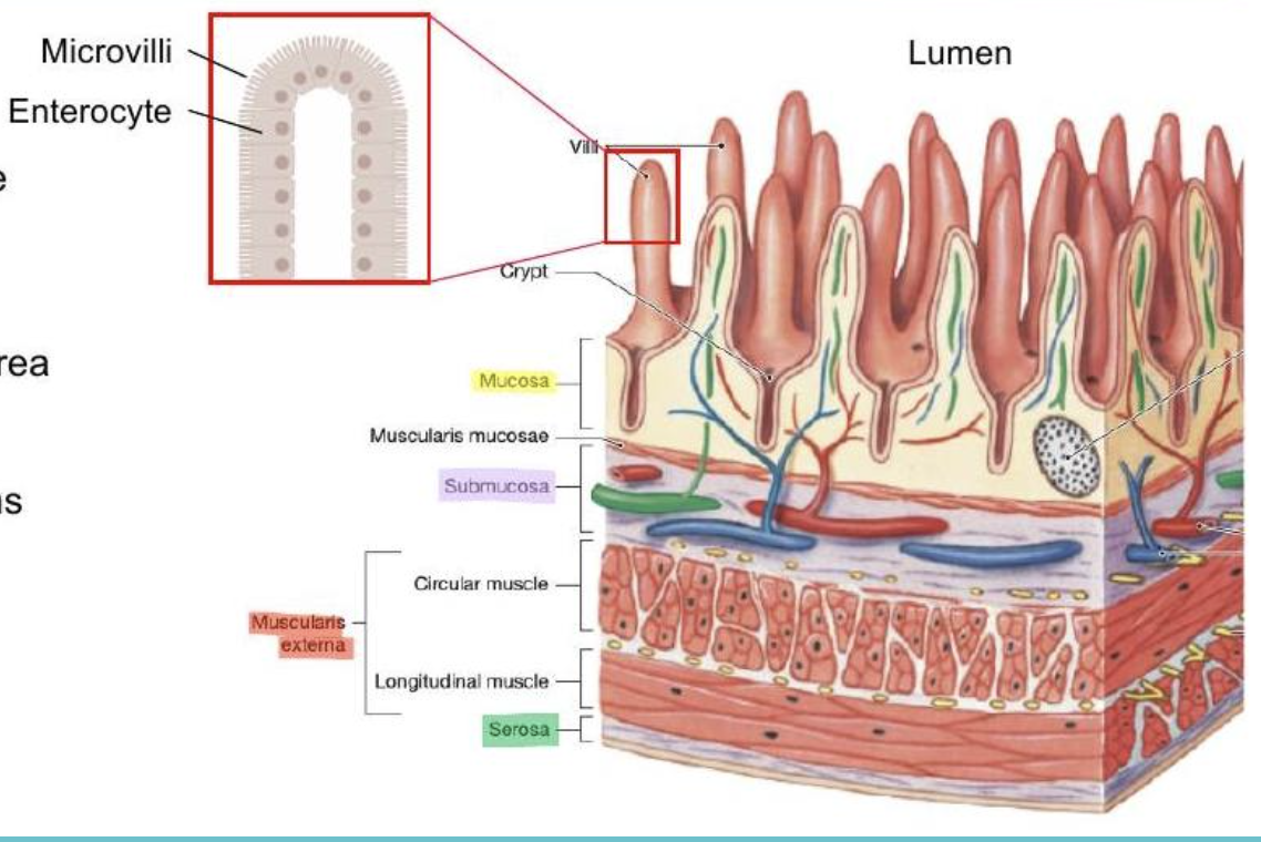 <ol><li><p><strong>Same four layers as the rest of GI tract</strong></p></li></ol><ul><li><p>mucosa (SA x3 larger than stomach for greater absorption)</p></li><li><p>submucosa</p></li><li><p>muscularis externa </p></li><li><p>serosa</p></li></ul><ol start="2"><li><p><strong>Villi</strong></p></li></ol><ul><li><p>finger-like projections</p></li></ul><ol start="3"><li><p><strong>Crypts</strong></p></li></ol><ul><li><p>Invaginations between villi</p></li></ul><ol start="4"><li><p><strong>Microvilli</strong></p></li></ol><ul><li><p>Brush border on villi</p></li></ul><p></p>