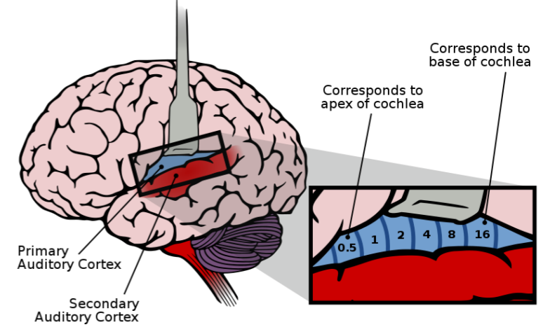<ul><li><p>Part of temporal lobes</p></li><li><p>Located within the lateral sulcus</p></li><li><p>Involved in lip reading - integrating sight/sound info </p></li></ul><p></p>