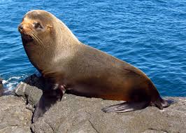 <p>Galapagos fur seal</p>