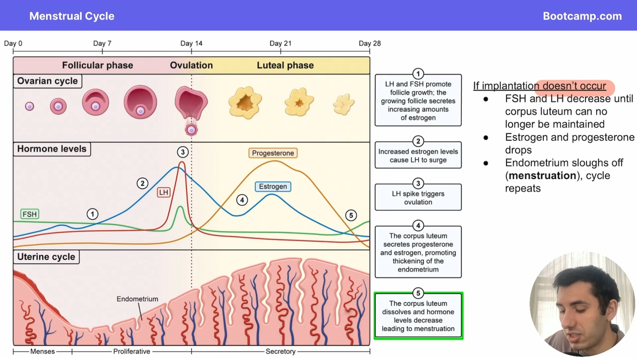<p>FSH and LH decrease until the corpus luteum can no longer be maintained,</p><p>leading to estrogen and progesterone drops </p><p></p><p>and the endometrium sloughs off</p>