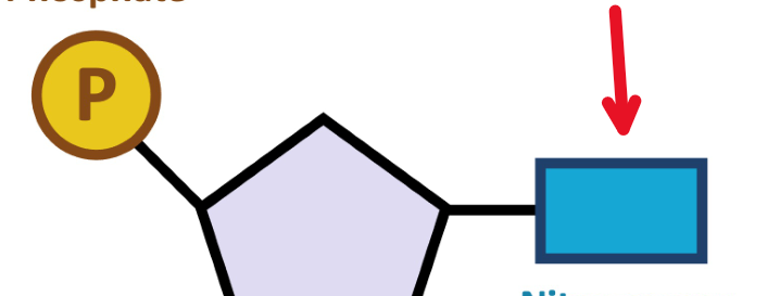 <p>A component of a nucleotide which is a cyclic molecule and there are<strong> four types</strong></p>