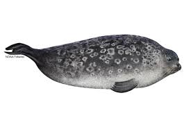 <p>Ringed seal</p>