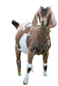 <ul><li><p>Dual purpose</p></li><li><p>2.7 to 3.1 L milk per day</p></li><li><p>UK</p></li><li><p>Long and pendulous ears, a distinctly convex facial profile, often called roman nose, produces milk and exceptionally high butterfat content and known for its adaptability to hot climates.</p></li></ul><p></p>