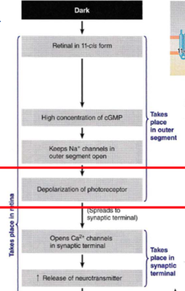 <p><strong>11-cis-retinal</strong> er til stede → <strong>høj cGMP-koncentration</strong> → <strong>Na⁺-kanaler i outer segment holdes åbne</strong> → fotoreceptoren bliver <strong>depolariseret</strong> → <strong>Ca²⁺-kanaler i synaptisk terminal åbnes</strong> → <strong>øget frigivelse af glutamat</strong>.</p>