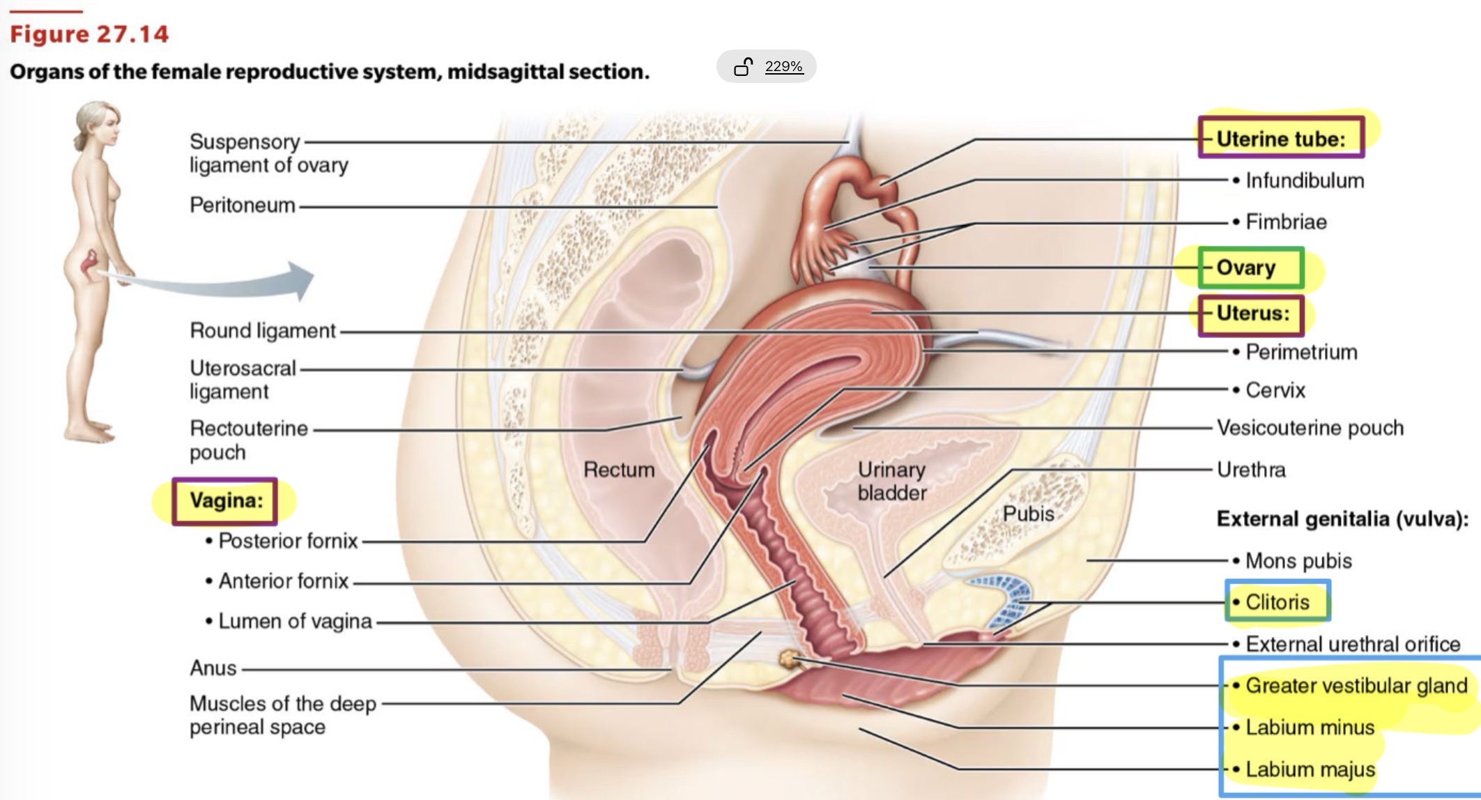 <ul><li><p>gonads</p></li><li><p>Internal Genitalia</p></li><li><p>External genitalia </p></li></ul><p></p>