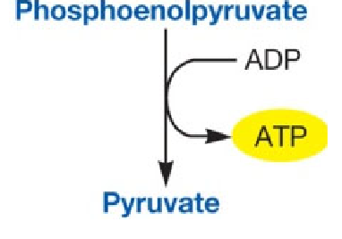 <p>A second enzyme <strong>synthesizing ATP</strong></p><p></p><p>Phosphoenolpyruvate (ADP —>ATP)</p>