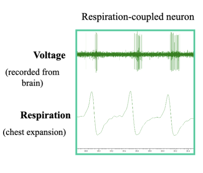 <p>The actual recordings from the olfactory bulb show </p>