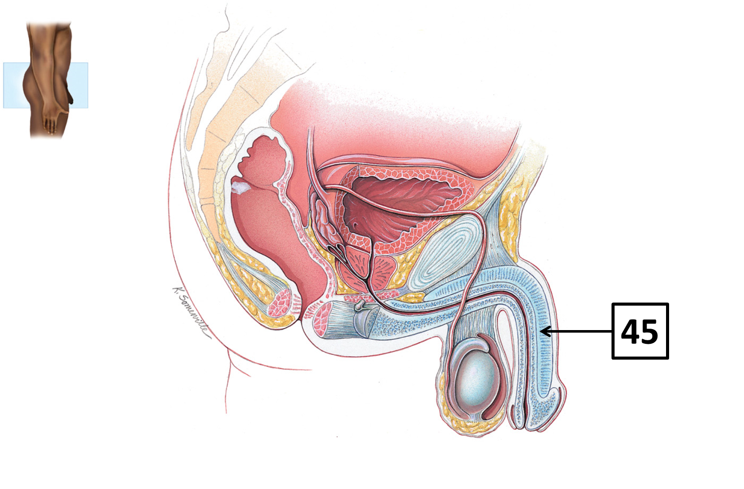 <p>Name and function </p>