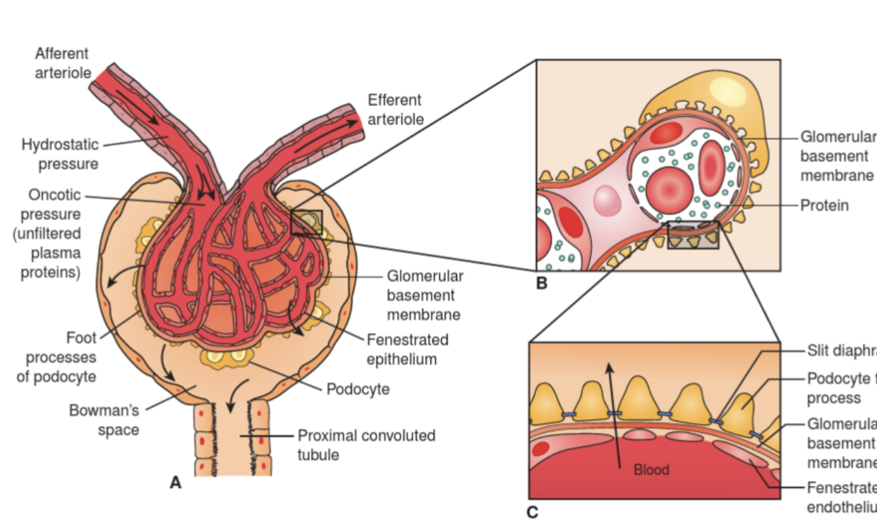 <p>Describe the glomerulus. </p>