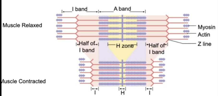 <p>The Sarcomere ____ during Contraction</p><ul><li><p>filaments DON’T shorten - they ____ - and this is how the muscle contracts. their size does NOT change at all</p></li><li><p>muscle contraction - sliding filament theory → ______ actin and myosin filaments of fixed length slide past one another in a process that requires energy</p></li><li><p>the _____ shortens and that causes the muscle to contract</p></li></ul><p></p>