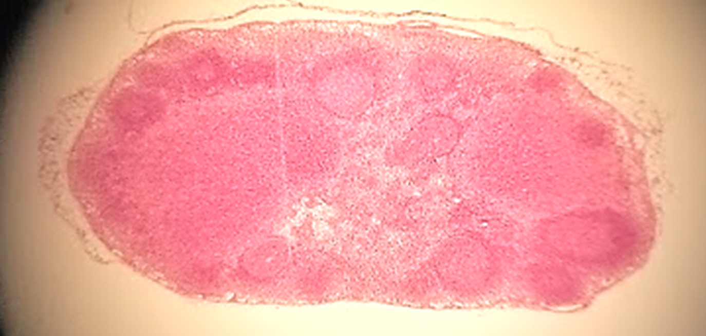 <p>what is this a sample of?</p>