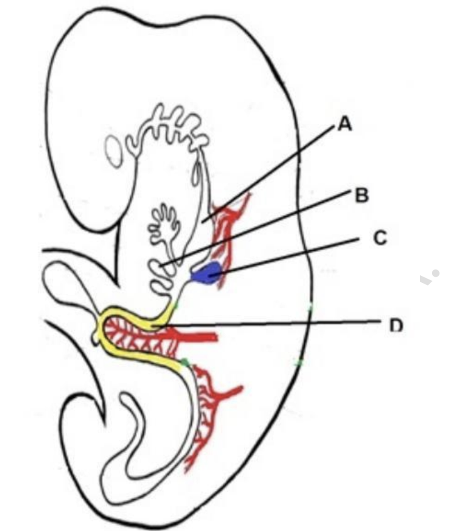 <p>Dạ dày sẽ phát triển từ:</p><p>A. Chi tiết A</p><p>B. Chi tiết B</p><p>C. Chi tiết C</p><p>D. Chi tiết D</p>