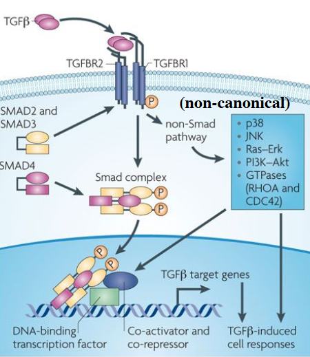 <p>dimerised TGF-beta-like ligand binds type 2 receptors which phosphorylate type 1 receptor - once complex formed, smad complex is formed through phosphorylation by type 1 receptor of Smad2 and 3 and assemble with smad4, enter nucleus to finally go on to activate target genes</p>