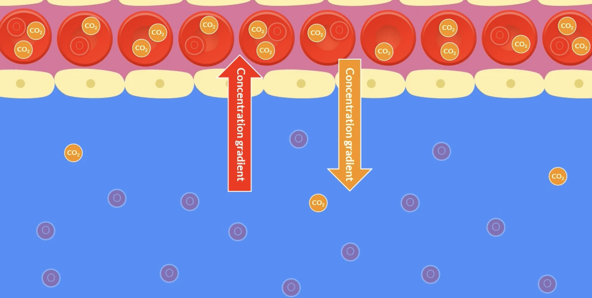 <p>lamellae is where gas exchange occurs</p><p>lamellae is plural for lamella</p><p>as water crosses the gills, water runs in between the lamellae</p><p>the fish uses up oxygen during respiration, therefore there is a lower concentration of oxygen in the blood than in the water, so oxygen diffuses from water into the blood stream along its concentration gradient</p><p>during respiration carbon dioxide is produced. therefore carbon dioxide<sub> </sub>concentration in the blood stream is higher than the water, so carbon dioxide diffuses from the blood into the water</p>