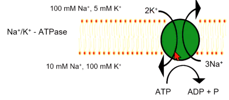<p>Primary Active Transporter Example</p>