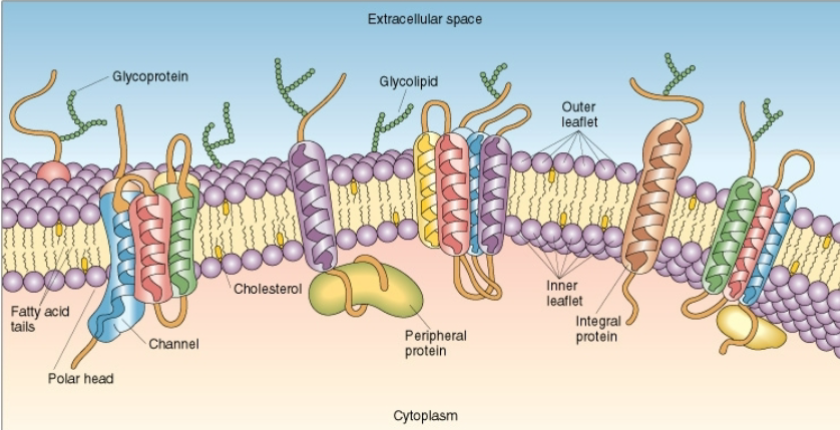 <p>what is dis?</p>