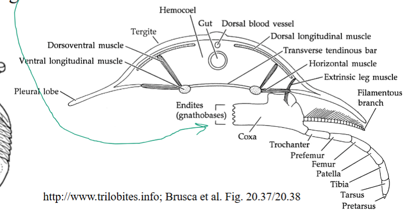 <p><span>lobes or projections arising from the inner margin of the <strong>coxa (basal article of arthropod limb)</strong>, often involved in feeding or limb articulation in arthropods.</span></p><ul><li><p>they are the <strong><em><u>mouth parts of a trilobite + occupy the length of its underbody</u></em></strong> (not restricted to the head)</p></li><li><p>often <strong><em><u>SPINY</u></em></strong></p></li></ul><p></p>