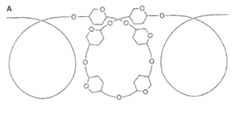 <p>nom de la molécules</p><p>caractéristiques, motifs, dans quelle structures est elle présente</p>